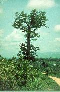 aghana4.jpg