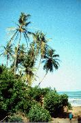 aghana8.jpg