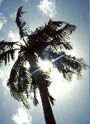 aghana9.jpg